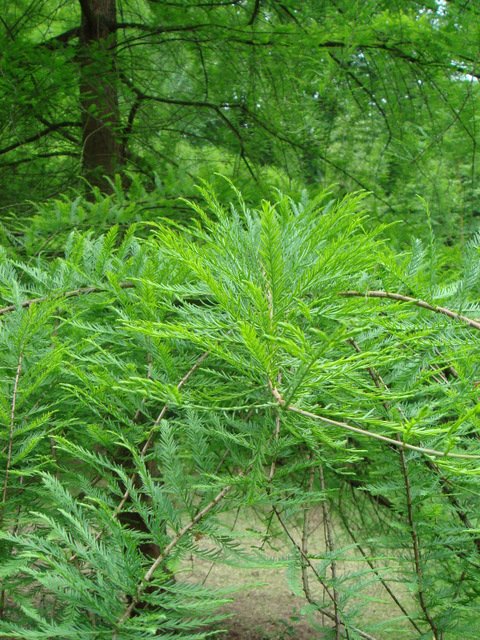 Taxodium distichum feuille
